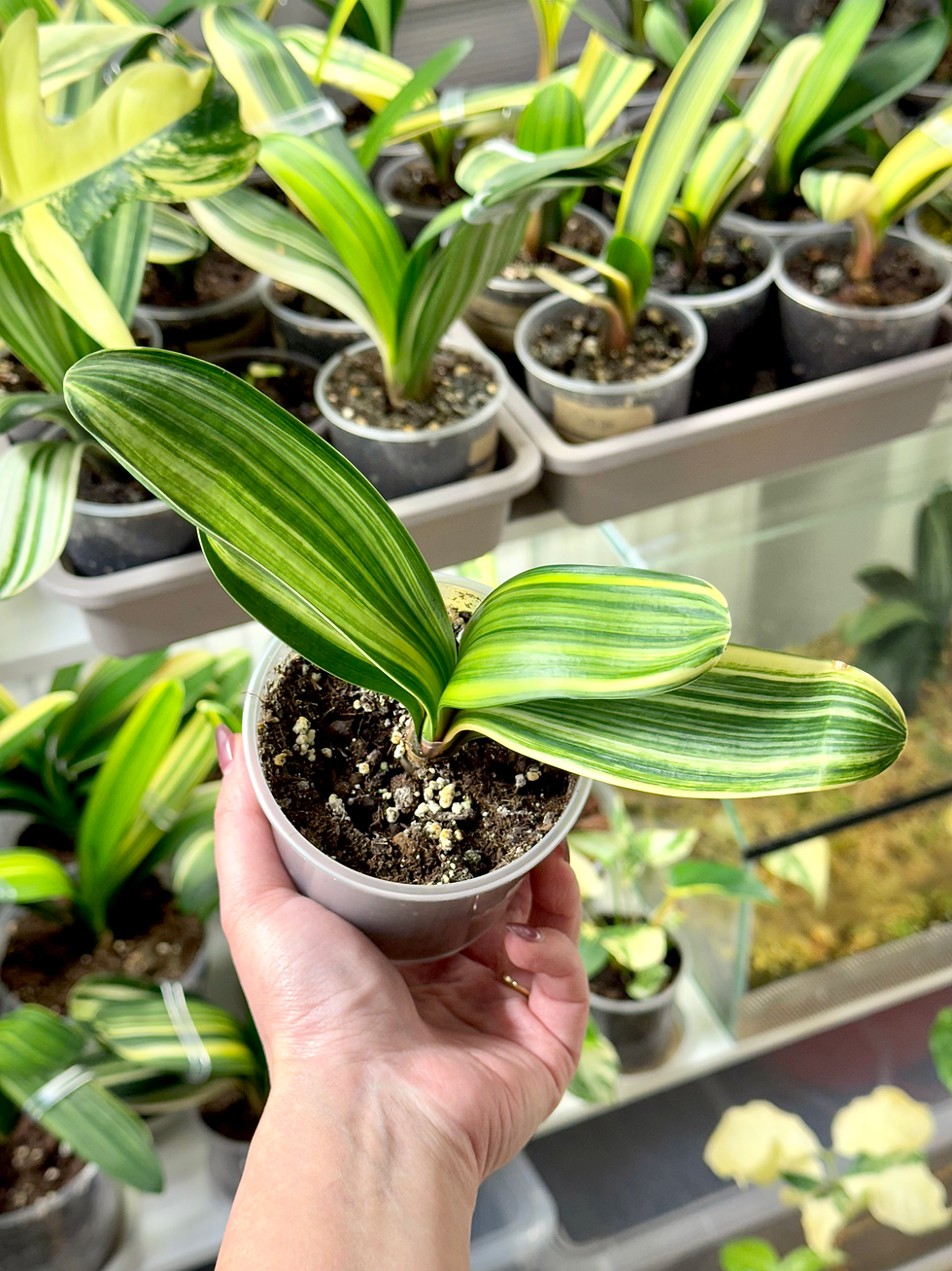 Miniaturbild: Clivia Miniata Variegata (Orangerote Blüten)