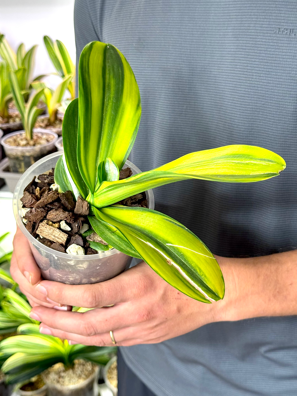 Thumbnail: Phalaenopsis Variegata | Variegated Moth Orchid
