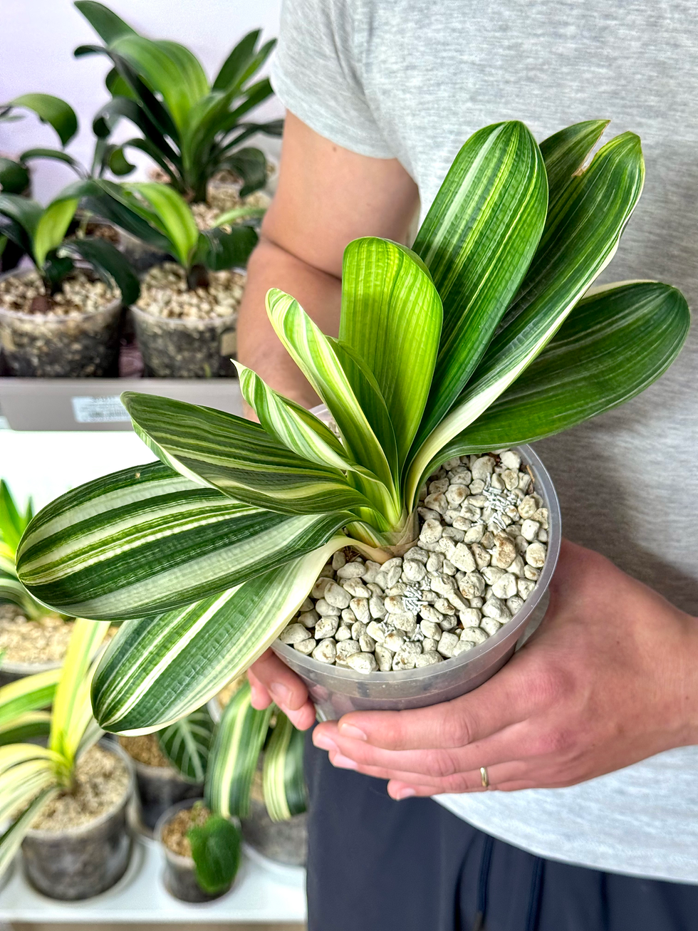 Miniaturbild: Clivia Miniata Variegata | 'You-Ma-Cai'