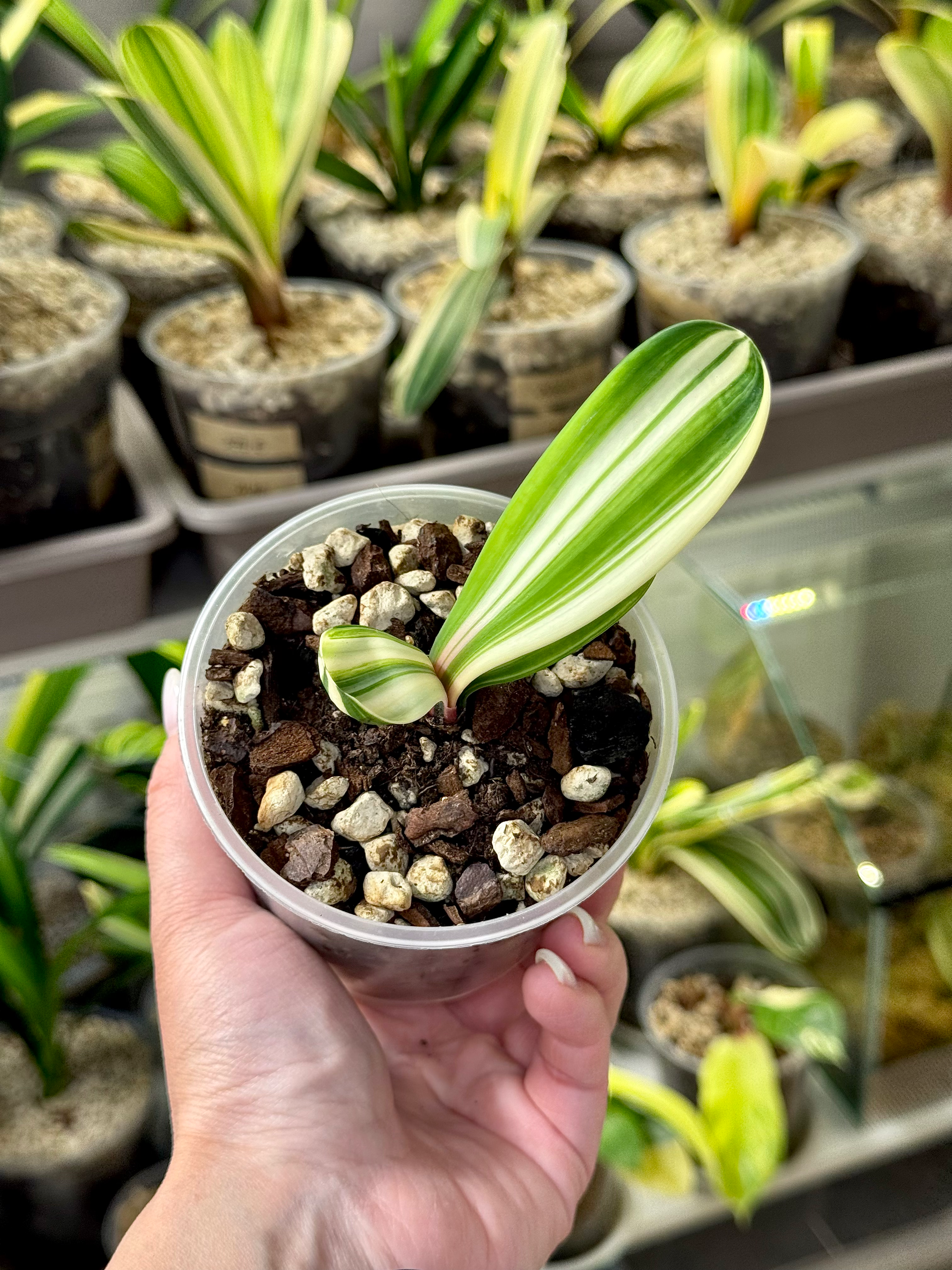 Clivia Miniata ‘Overlord’ Variegata | Cremeweiße Panaschierung