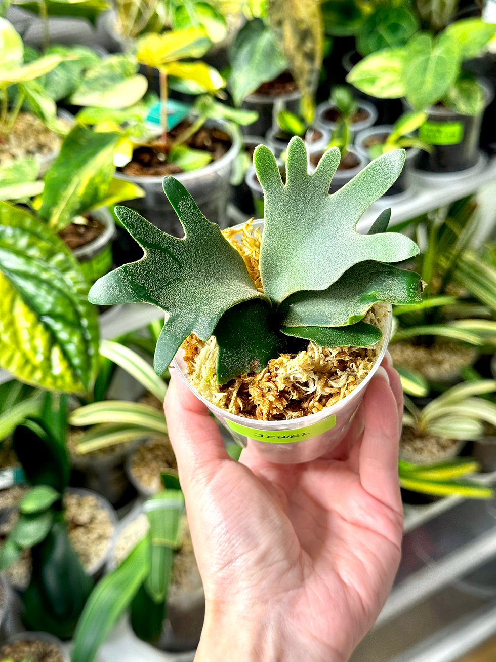Miniaturbild: Hirschhornfarn Platycerium Willinckii 'Jewel'