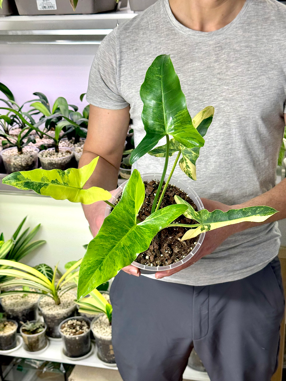 Miniaturbild: Thaumatophyllum / Philodendron Williamsii Variegata