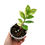 Miniaturbild: Zamioculcas Zamiifolia Variegata / Variegated ZZ