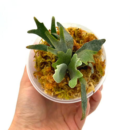 【成株】P. willinckii \