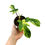 Miniaturbild: Philodendron Florida Beauty Variegata