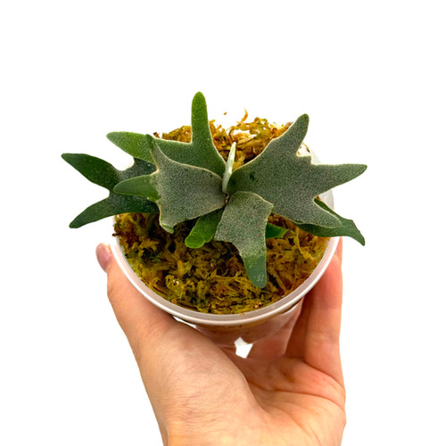Staghorn Fern Platycerium Willinckii Bacteria Sporeling | Kern