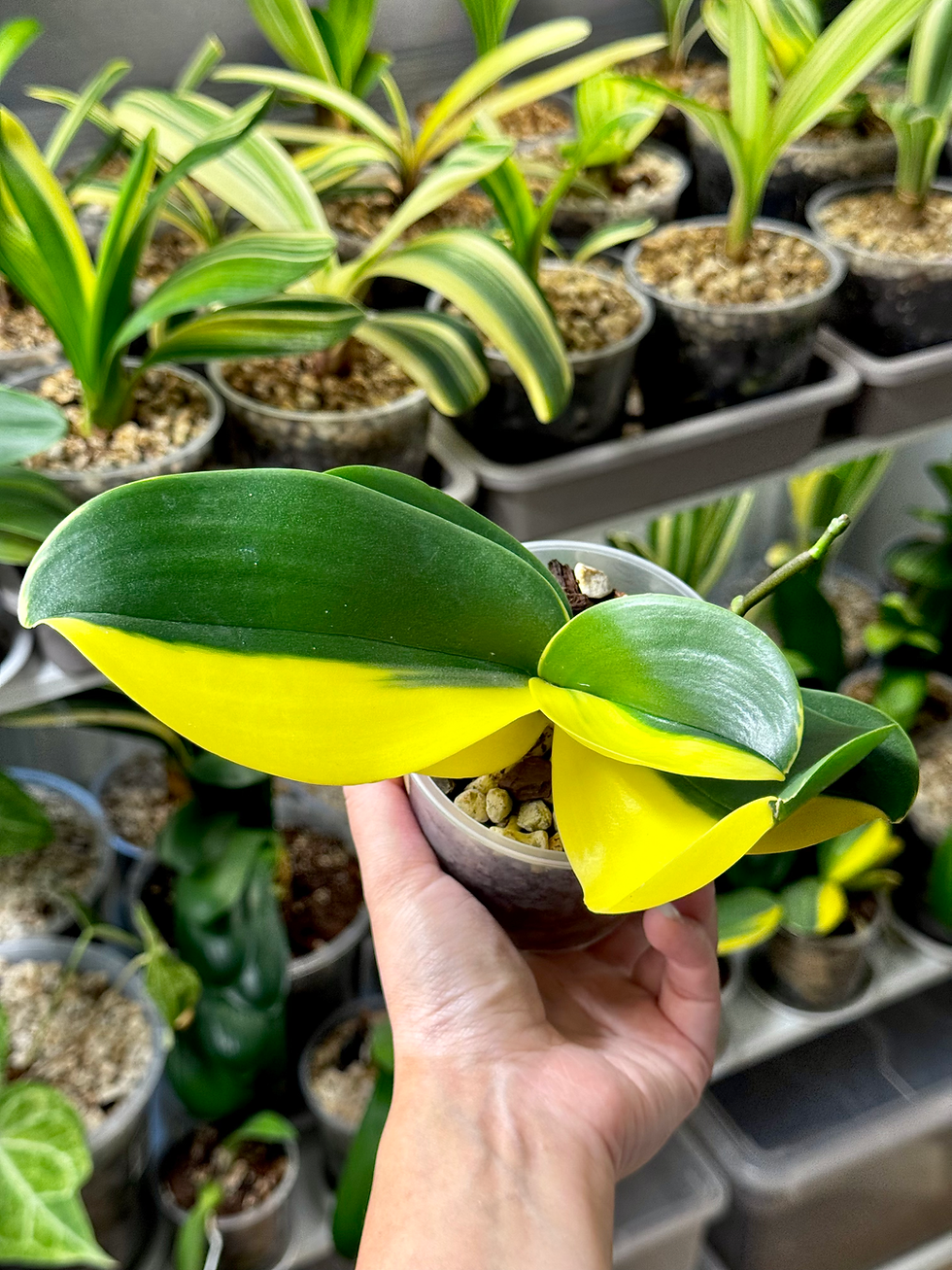 Miniaturbild: Phalaenopsis Variegata | Variegated Schmetterlingsorchidee