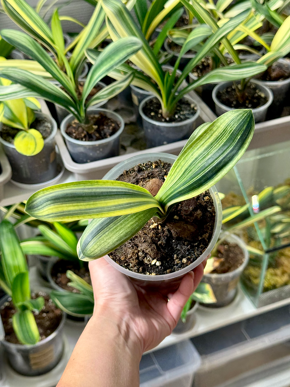 Miniaturbild: Clivia Miniata 'Light of Buddha' Variegata (Orangerote Blüten)