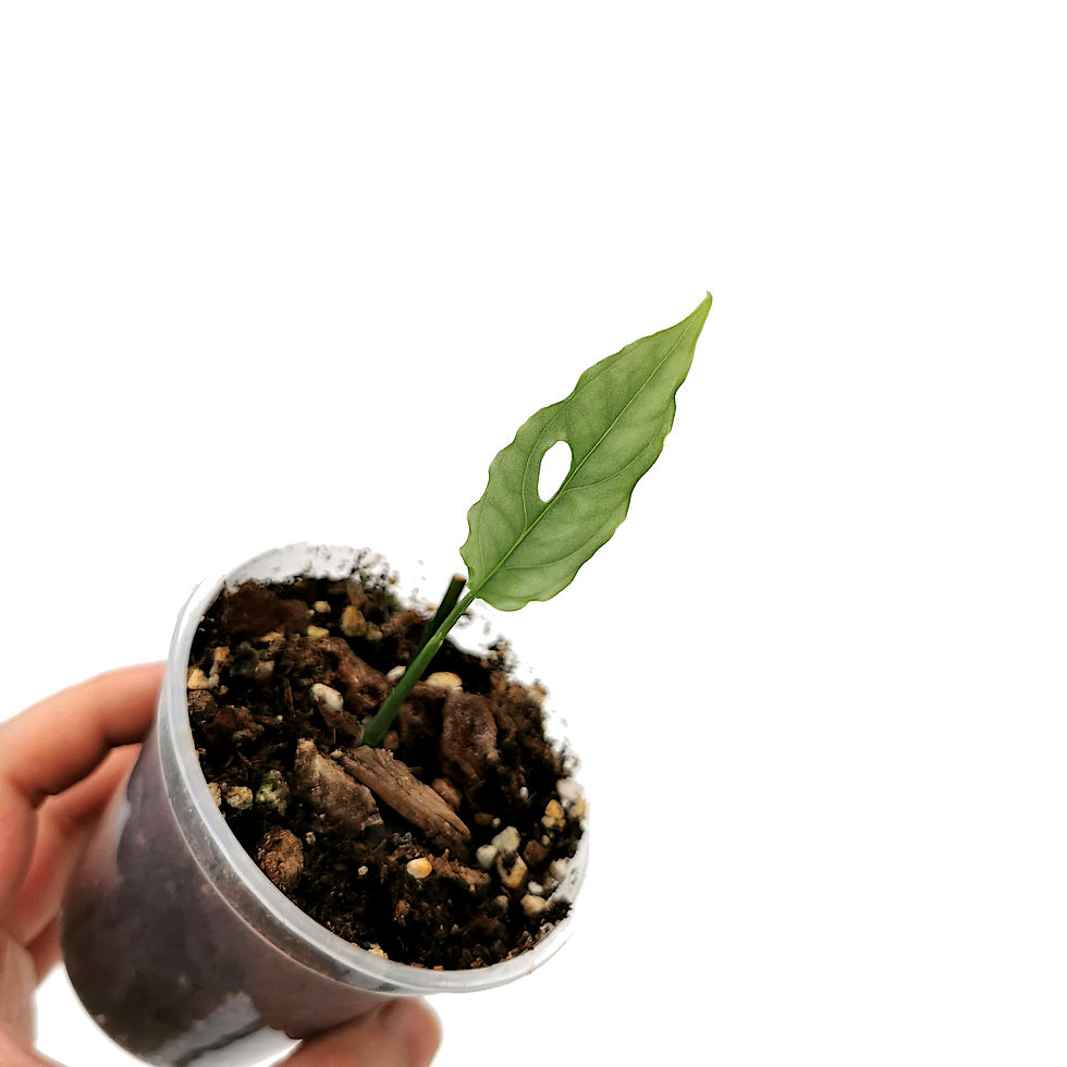 Miniaturbild: Monstera Obliqua Peru / Peruvian (Jungpflanze)