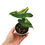 Miniaturbild: Alocasia Tigrina Superba Variegata (Jungpflanze)