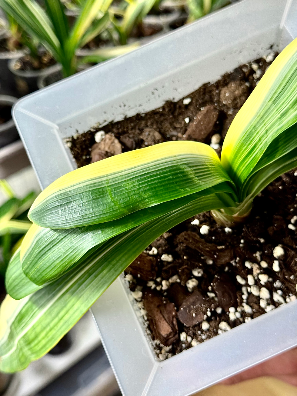 Miniaturbild: Clivia Miniata 'Tiger' Variegata (Orangerote Blüten)