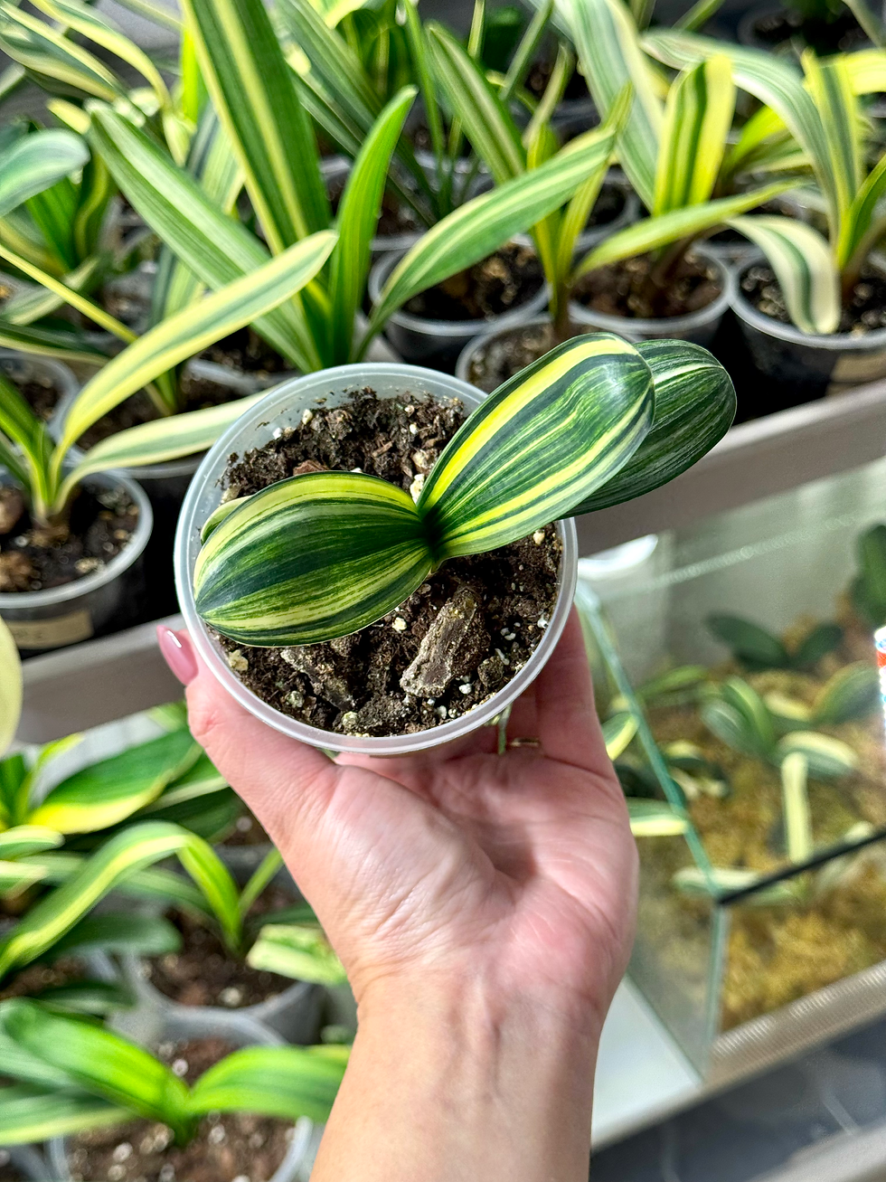 Miniaturbild: Clivia Miniata Variegata (Orangerote Blüten)
