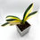 Thumbnail: Clivia Miniata Variegata 'Mandarin Duck' (Orange-Red Flowers)