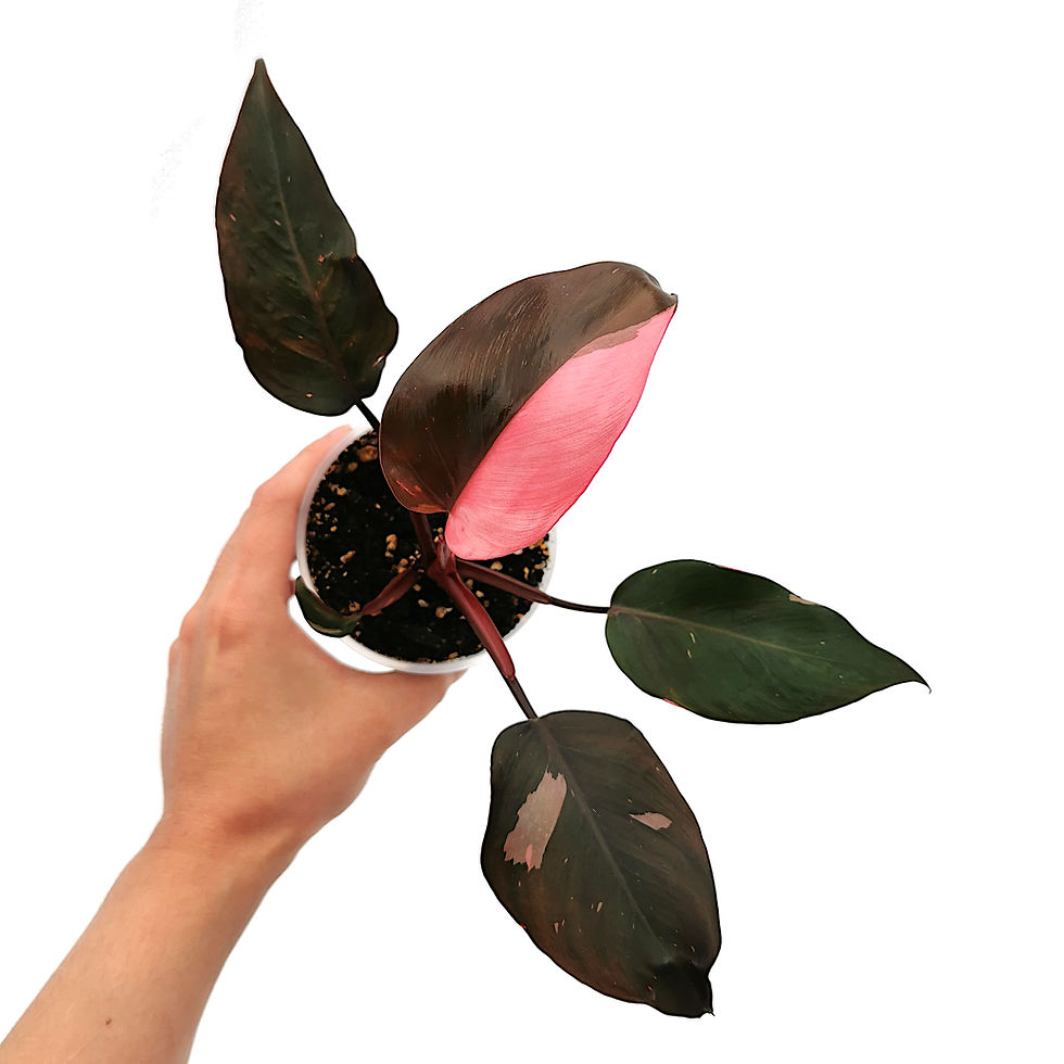 Miniaturbild: Philodendron Pink Princess