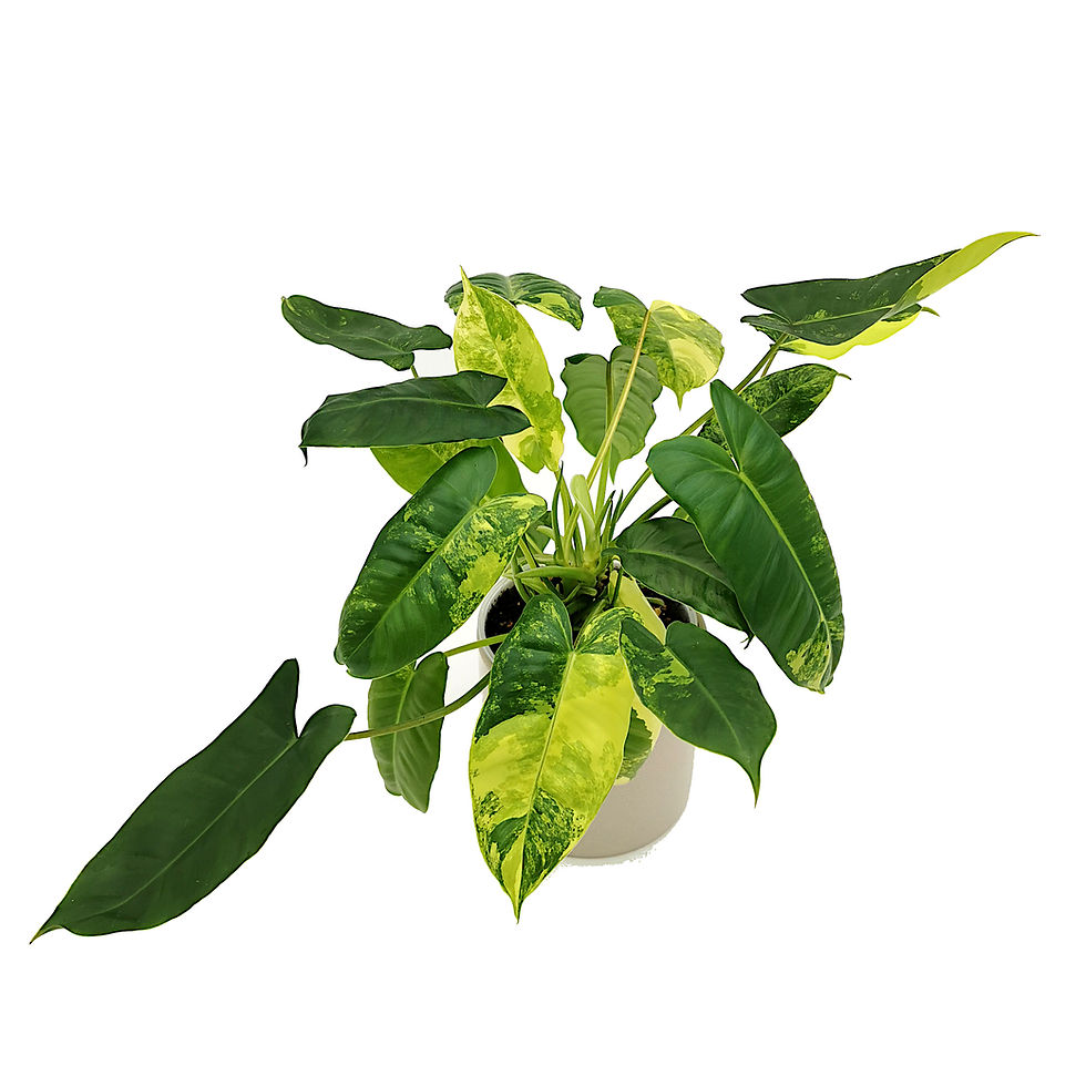 Miniaturbild: Philodendron Burle Marx Variegata