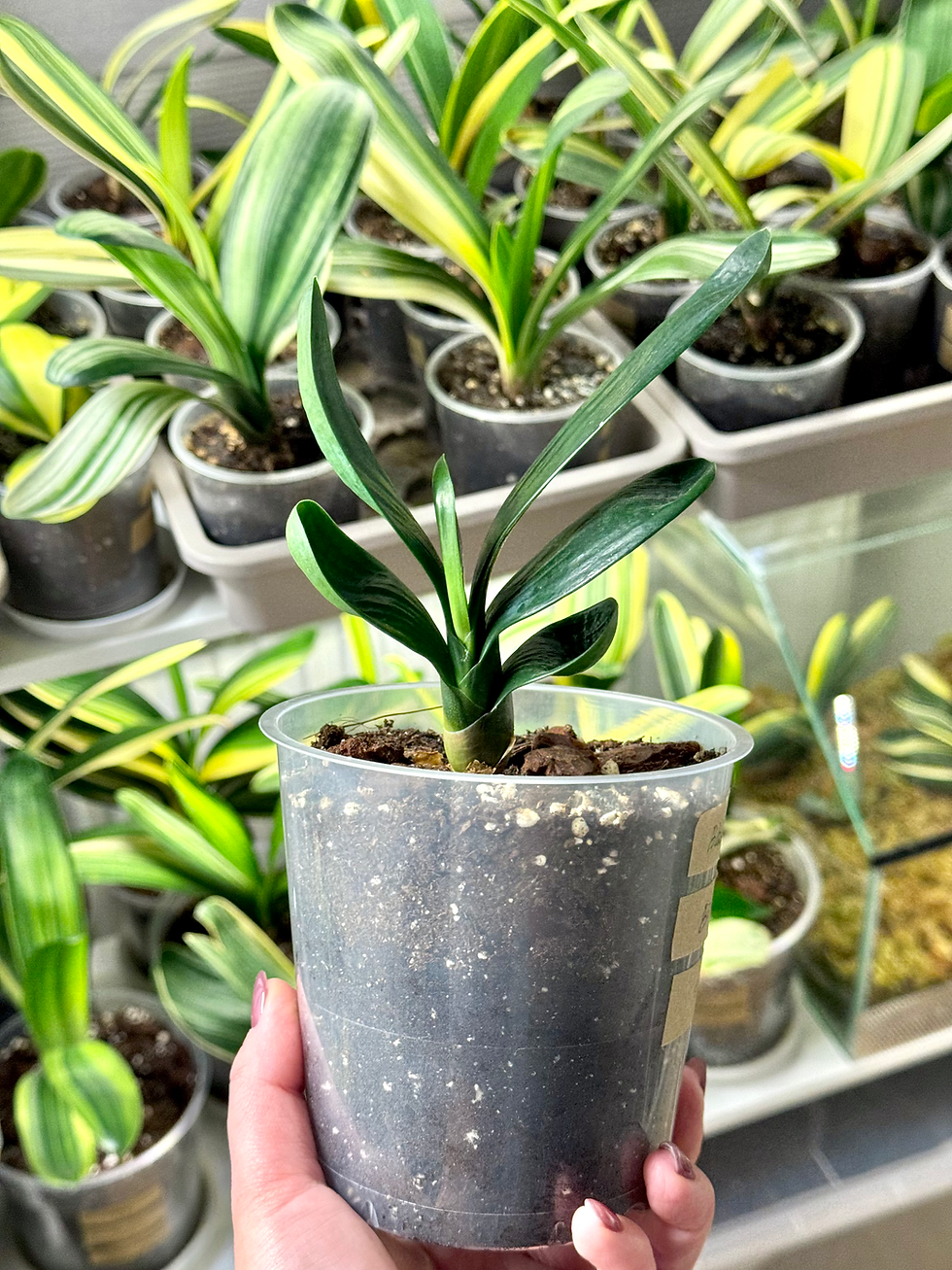 Thumbnail: Clivia Miniata ‘Black Pearl’ | Short Leaves