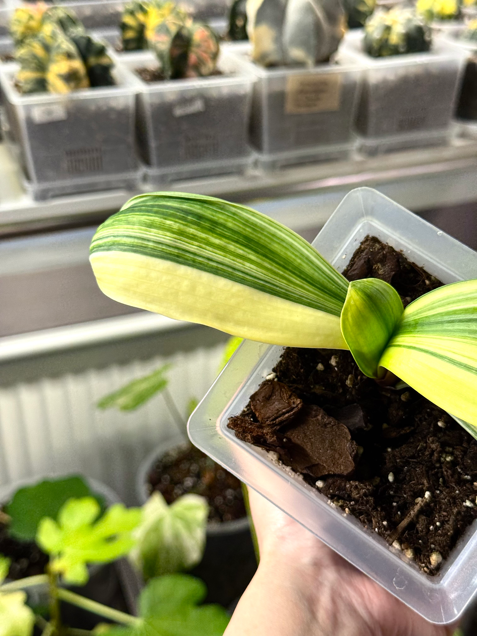 Thumbnail: Clivia Miniata 'Monk' Variegata