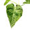Miniaturbild: Philodendron Giganteum Variegata (L)