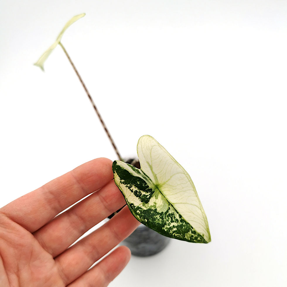 Thumbnail: Alocasia Zebrina Albo Variegata