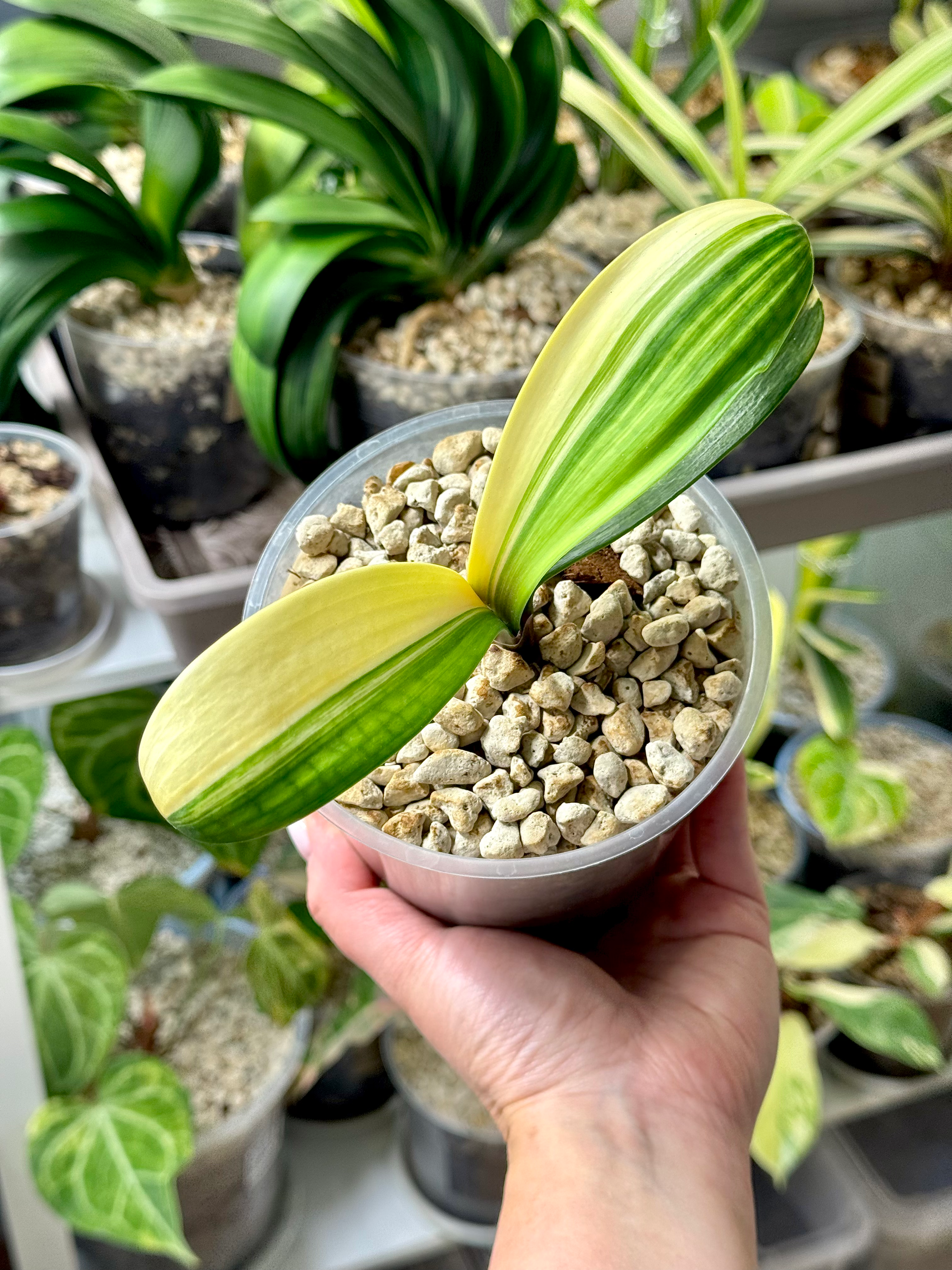 Clivia Miniata Variegata (Orange-Red Flowers)