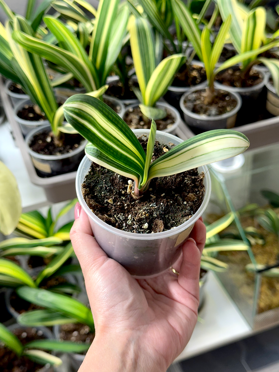 Thumbnail: Clivia Miniata Variegata (Orange-Red Flowers)