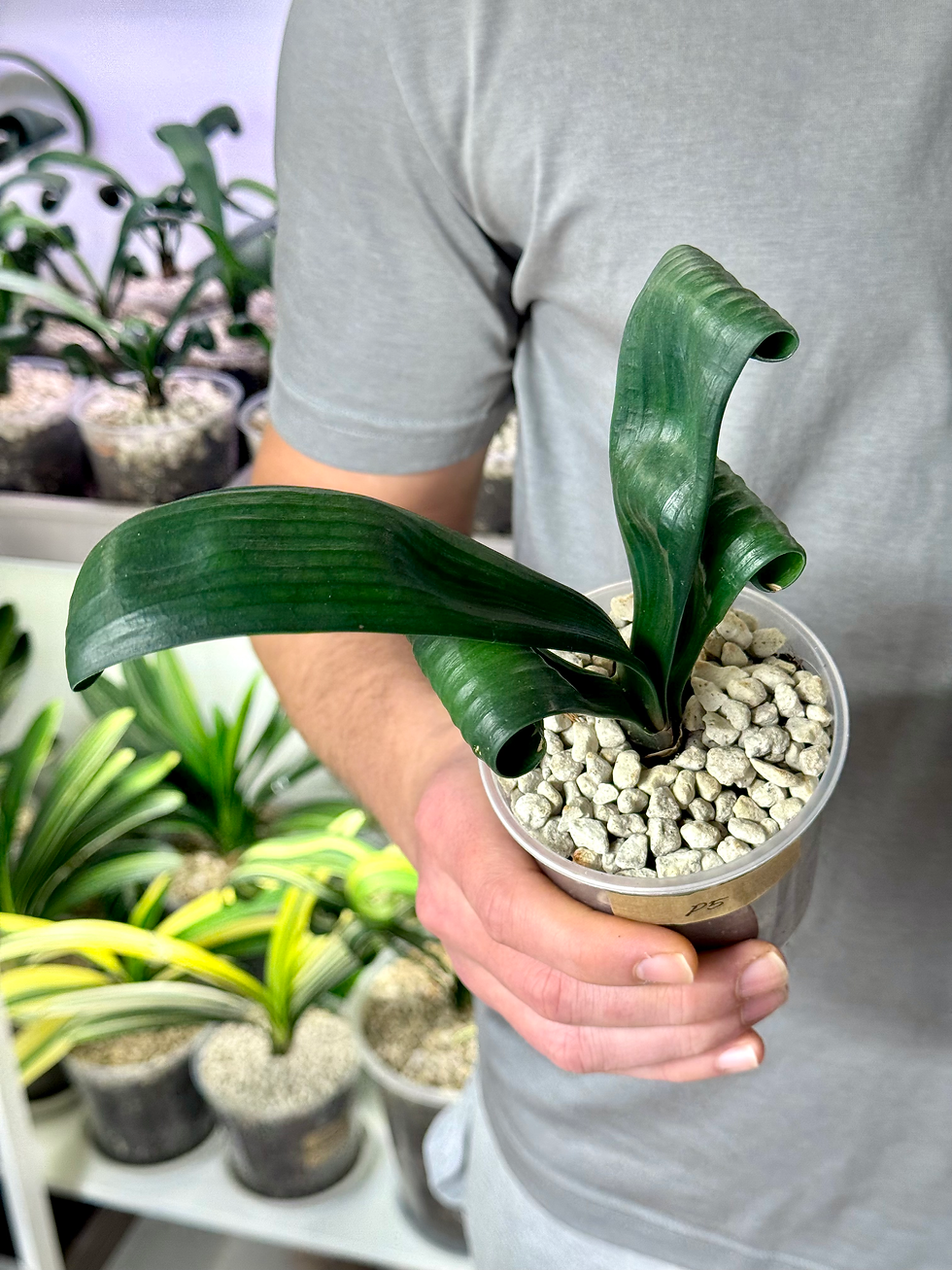 Miniaturbild: Clivia Permanent | Seltene Clivia mit natürlich gekräuselten Blättern