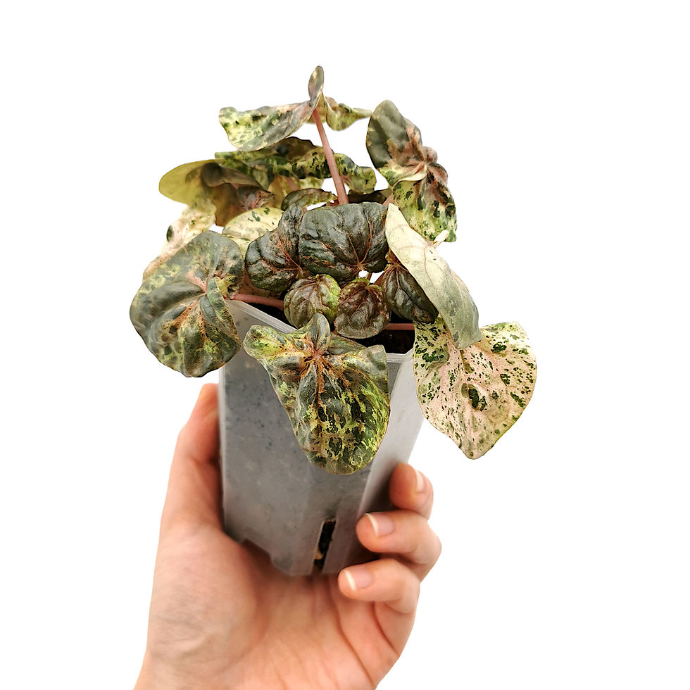 Thumbnail: Peperomia Pink Lady