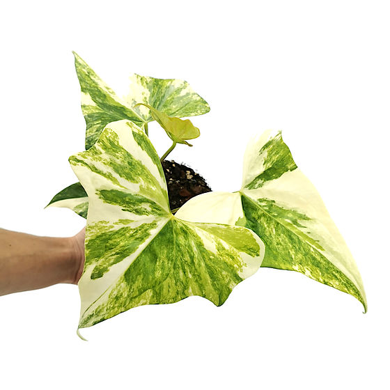 standort alocasia zebrina Alocasia zebrina