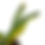 Thumbnail: Clivia Miniata Variegata 'Tiger' (Orange-Red Flowers)