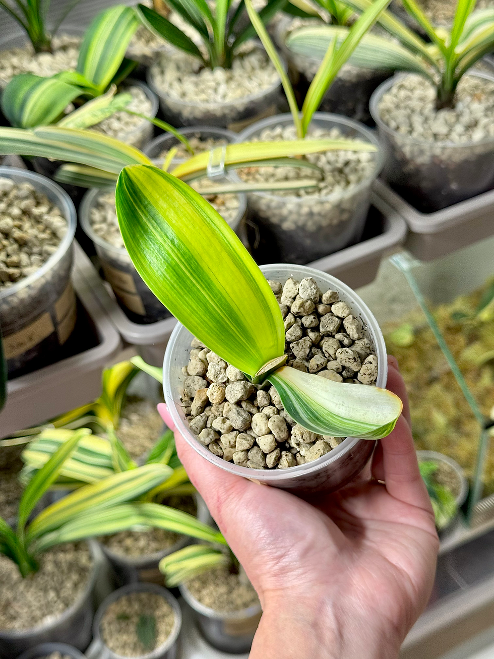 Miniaturbild: Clivia Miniata Variegata (Orangerote Blüten)