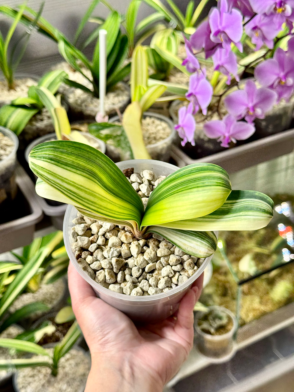 Thumbnail: Clivia Miniata 'Monk' Variegata (Orange-Red Flowers)