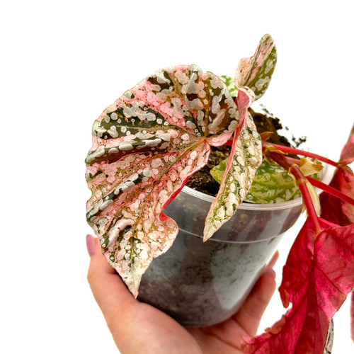 Begonia Snow Capped / Snowcap Variegata | Kern Plants