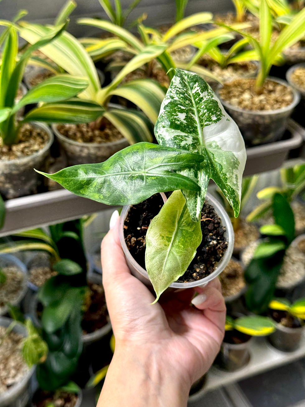 Thumbnail: Alocasia Nairobi Nights Variegata