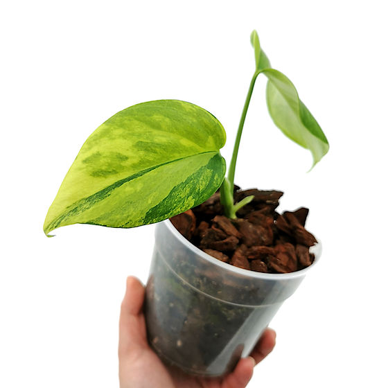 Monstera Aurea Variegata | Kern Plants