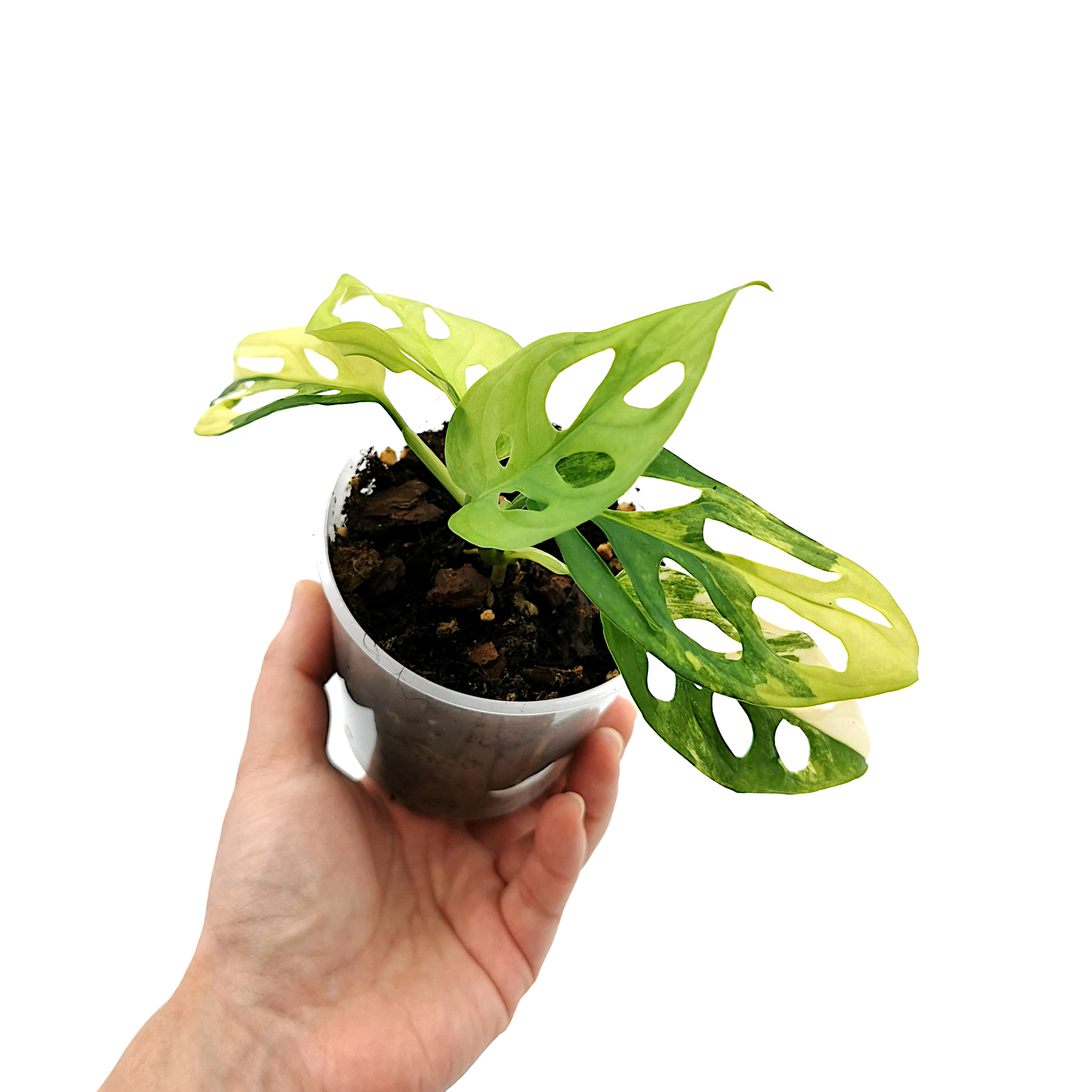 Monstera Adansonii Aurea Variegata