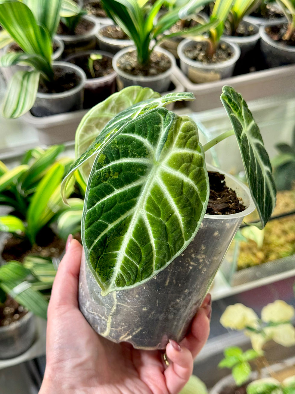 Thumbnail: Alocasia Ninja Aurea Variegata
