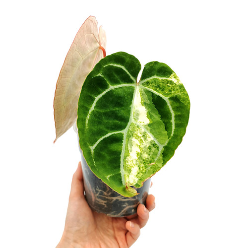 Anthurium Crystallinum Variegata | Kern Plants