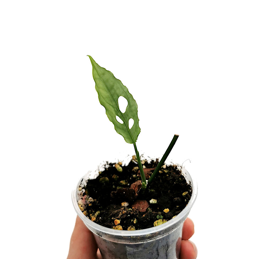 Thumbnail: Monstera Obliqua Peru / Peruvian (Young Plant)