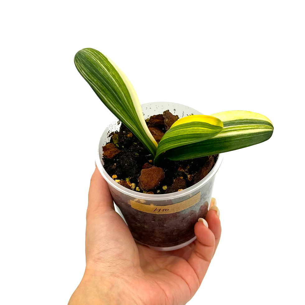 Miniaturbild: Clivia Miniata 'Monk' Variegata (Orangerote Blüten)