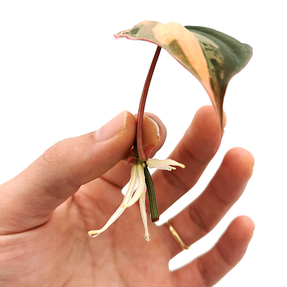 Miniaturbild: Philodendron Micans Aurea Variegata Stammsteckling