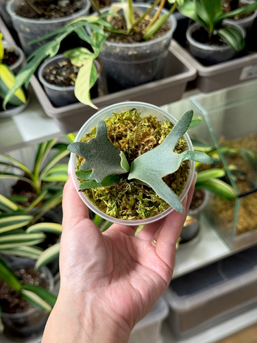 タイ有名ナーセリー限定2株Elves×OMG sporeling② タイ有名ナーセリー限定2株Elves×OMG sporeling②