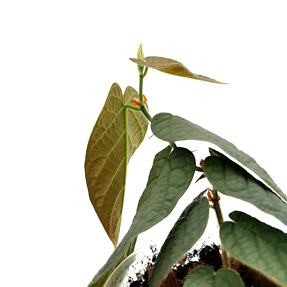 Thumbnail: Ficus Villosa