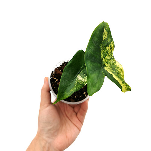 Alocasia Tigrina Superba Variegata (Young Plant) | Kern Plants