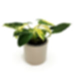 Miniaturbild: Philodendron Burle Marx Variegata