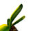 Thumbnail: Clivia Miniata Variegata (Orange-Red Flowers)
