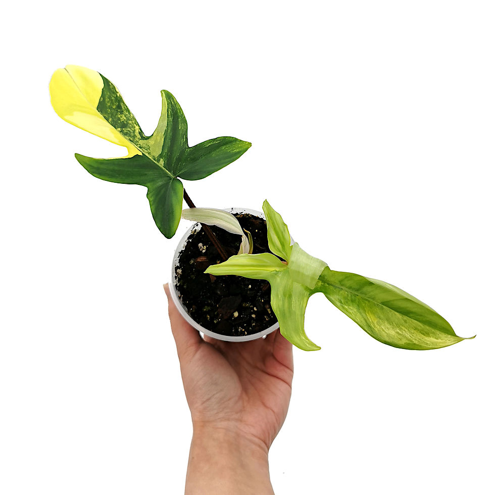 Miniaturbild: Philodendron Florida Beauty Variegata