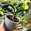Thumbnail: Clivia Permanent | Rare Natural Curly Leaf Clivia