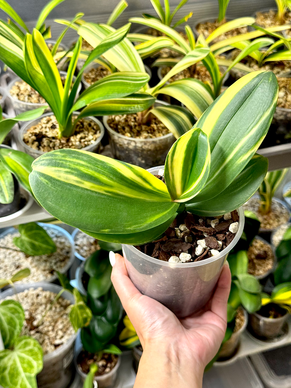 Miniaturbild: Phalaenopsis Variegata | Variegated Schmetterlingsorchidee