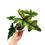 Miniaturbild: Alocasia Jacklyn Aurea Variegata