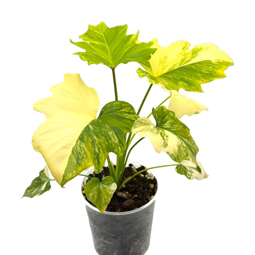 Philodendron Selloum Variegata | Kern Plants